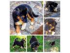 Adopt Todd a Black - with White Australian Shepherd / Mixed dog in Plano