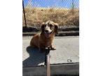Adopt Ollie a Red/Golden/Orange/Chestnut Dachshund / Mixed dog in Dublin
