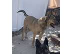 Adopt Otis a Brindle Shepherd (Unknown Type) / American Pit Bull Terrier / Mixed