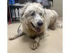 Adopt 18943 a Great Pyrenees / Mixed dog in Covington, GA (41568881)