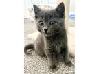 Adopt Cloud a Domestic Mediumhair / Mixed cat in Golden, CO (41568869)