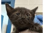 Adopt Nahida a Domestic Shorthair / Mixed cat in Golden, CO (41568867)