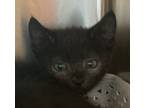 Adopt Itto a Domestic Shorthair / Mixed cat in Golden, CO (41568865)