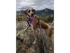 Adopt Bell a Tan/Yellow/Fawn - with White Coonhound (Unknown Type) / Mixed dog