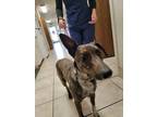 Adopt Gus a Brown/Chocolate - with White Australian Cattle Dog / Mixed dog in