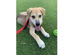 Adopt Sarge a Tan/Yellow/Fawn - with White German Shepherd Dog / Labrador