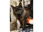 Adopt Wendy a Black (Mostly) Domestic Mediumhair (medium coat) cat in Brighton