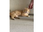 Adopt Big Texas a Orange or Red Tabby Domestic Mediumhair / Mixed (medium coat)