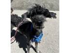 Adopt Raspberry a Shih Tzu / Mixed dog in Golden, CO (41568855)