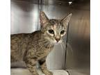 Adopt Lucy a Domestic Shorthair / Mixed cat in Golden, CO (41568851)
