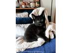 Adopt Meatball a All Black Bombay / Mixed (short coat) cat in Knoxville