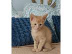 Adopt Peach Crisp ( Chris) a Orange or Red Domestic Shorthair / Mixed (short
