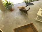 Adopt White Girl and Vivian a Gray, Blue or Silver Tabby Domestic Mediumhair /