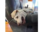 Adopt cash a Tan/Yellow/Fawn Labrador Retriever / Mixed dog in taylor
