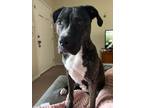 Adopt Violet a Brindle - with White American Pit Bull Terrier / Mixed dog in