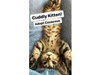 Adopt Couscous, Willow Grove Area (FCID #05/23/24-132) a Brown Tabby Domestic