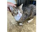 Adopt Cedar (FCID# 05/01/2024 - 17 Trainer) a Domestic Shorthair / Mixed (short