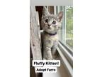 Adopt Farro, Willow Grove Area (FCID# 05/23/2024-135) a Gray