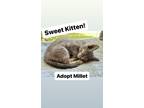 Adopt Millet, Willow Grove Area (FCID# 05/23/24-133) a Gray