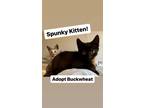 Adopt Buckwheat, Willow Grove Area (FCID# 05/23/24- 131) a All Black Domestic
