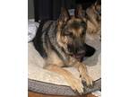 Adopt Gunny a Black - with Tan, Yellow or Fawn German Shepherd Dog / Mixed dog