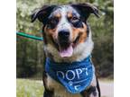 Adopt sawyer a Australian Shepherd / Border Collie dog in Bradenton