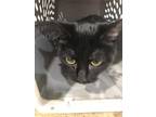 Adopt Mitzi a All Black Domestic Shorthair / Mixed Breed (Medium) / Mixed (short