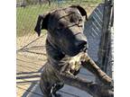 Adopt Macy a Brown/Chocolate Mixed Breed (Small) / Mixed Breed (Medium) / Mixed