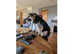 Adopt Piper a Black - with Tan, Yellow or Fawn German Shepherd Dog / Alaskan