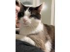 Adopt Vinny a White (Mostly) Domestic Mediumhair / Mixed (medium coat) cat in