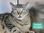 Adopt Danny a Domestic Shorthair / Mixed cat in Millersville, MD (41568614)