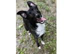 Adopt Oreo a Black - with White Border Collie / Mixed Breed (Medium) / Mixed dog