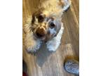 Adopt Nimbus a White - with Brown or Chocolate Cocker Spaniel / Mixed dog in