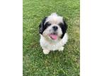 Adopt Oreo a White - with Black Shih Tzu / Mixed dog in Shreveport