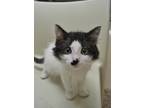 Adopt Popsicle 49864 a White Domestic Longhair / Mixed Breed (Medium) / Mixed