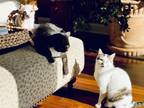 Adopt Maddy a White (Mostly) Calico / Mixed (medium coat) cat in Seymour