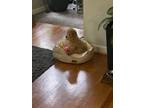 Adopt Jackson a Tan/Yellow/Fawn Poodle (Toy or Tea Cup) / Mixed dog in Roswell