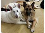 Adopt Zeus a Black - with Tan, Yellow or Fawn German Shepherd Dog / Mixed dog in