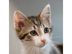 Adopt Doc Marten a Domestic Mediumhair / Mixed cat in Des Moines, IA (41568621)
