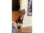 Adopt Nazuko a Black - with Tan, Yellow or Fawn Doberman Pinscher / German