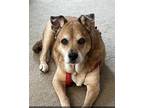 Adopt George a Brown/Chocolate - with White Mutt / Terrier (Unknown Type