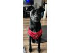Adopt Mia a Black - with White Labrador Retriever / Terrier (Unknown Type