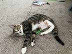 Adopt Forget Me Not a Domestic Shorthair / Mixed cat in Candler, NC (41568150)