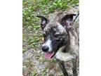 Adopt Maverick a Brindle - with White Dutch Shepherd / Australian Cattle Dog /