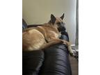 Adopt Lola a Tan/Yellow/Fawn - with White German Shepherd Dog / Husky / Mixed
