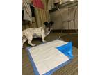 Adopt Pepper a White - with Black Jack Russell Terrier / Mixed dog in Oak