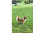 Adopt Gracie a Red/Golden/Orange/Chestnut - with White Lhasa Apso / Jack Russell