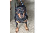 Adopt Izzy a Black - with Brown, Red, Golden, Orange or Chestnut Rottweiler /