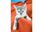 Adopt Nora a White (Mostly) Domestic Longhair (medium coat) cat in Minneapolis