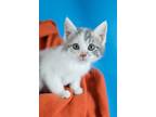 Adopt Nina a White (Mostly) Domestic Longhair (medium coat) cat in Minneapolis
